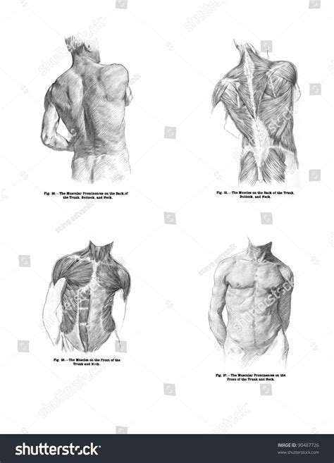 Muscles Of The Torso Drawing Drawing Guys Human Torso Draw Muscle Man