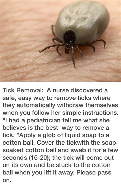 How To Easily Remove Ticks Please Pass It On Tick Removal Life