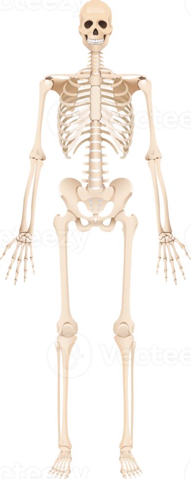 esqueleto del cuerpo humano 19050977 png