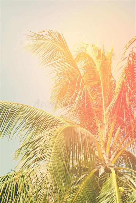 Tropics Palm Trees And Sky Retro Background Stock Image Image Of