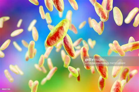 Brucella Bacteria Illustration High Res Vector Graphic Getty Images