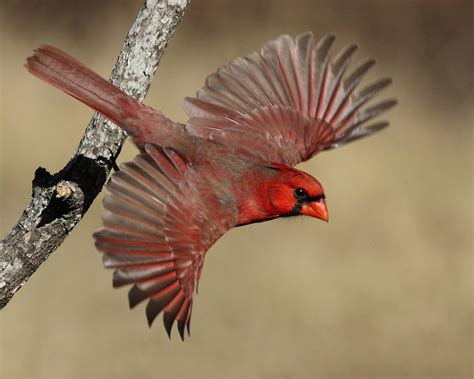 Northern Cardinal Howard Cheek Photography