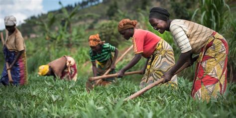 Africas Smallholder Farmers Are Key To Economic Success In The