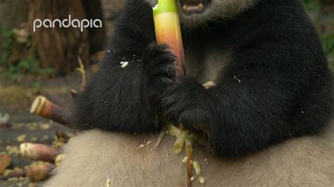 This Is How Pandas Eat Bamboo Youtube