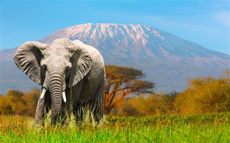 Rundreisende Kenia Amboseli Nationalpark