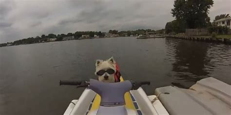 Dog Joins Owner For A Jet Ski Ride Huffpost Uk