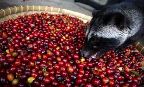 What Is Civet Coffee Kimberley Coffee Company