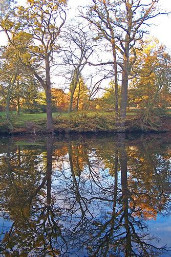 Autumn Trees Reflected In A Lake At Danbury Country Park Flickr