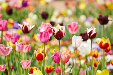 Flowers And Tulips In Panorama Format Stock Image Image Of Season