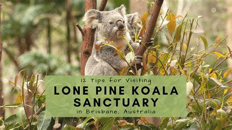 Visit The Captivating Lone Pine Koala Sanctuary Location