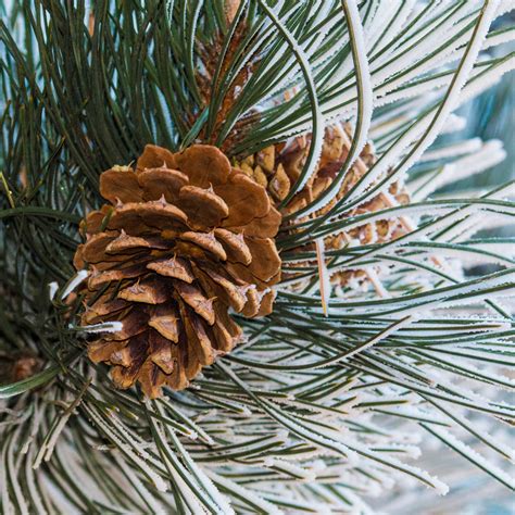 Crafters Choice Frosted Pine Cone Fragrance Oil 974 Crafters Choice