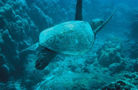 Free Images Water Nature Ocean Wildlife Wild Green Sea Turtle