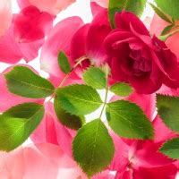 Rose Wallpapers - Page 27 - Desktop Nexus