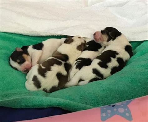 Rescued Mama Dog Gives Birth To A Litter Of Cows Ilovedogsandpuppies