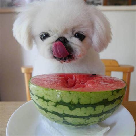 Adorable Puppy Konatsu Who Drinks Smoothies Gains 40k Instagram