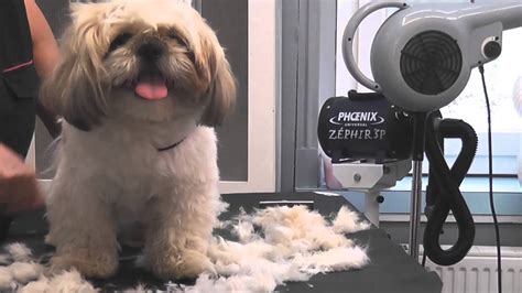 Economisez les frais de garde, partez serein en vacances. 2015 - IPSO chien SHIH-TZU - Toilettage été : prêt pour ...
