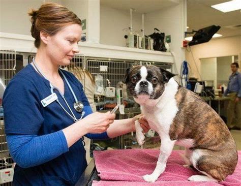 Pet Wellness Plans | Compare & Save 25% or More