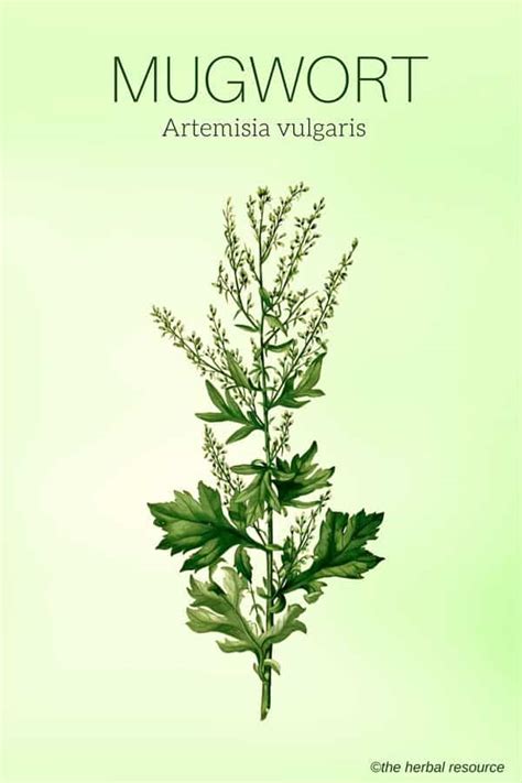 Mugwort Herb Uses Side Effects And Benefits