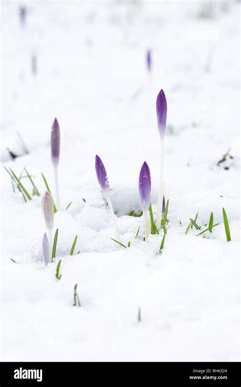 Purple Crocuses In The Snow High Resolution Stock Photography And