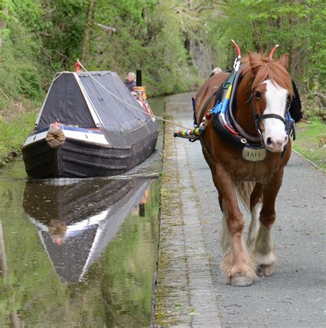 Horses - Pontcysyllte Aqueduct and Canal World Heritage site