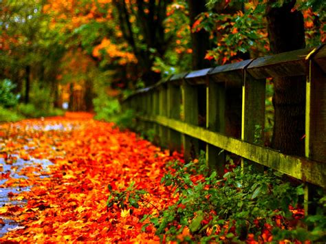 Autumn Leaves Red Desktop Wallpaper Hd 1920x1200