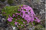 Flowering Moss Images