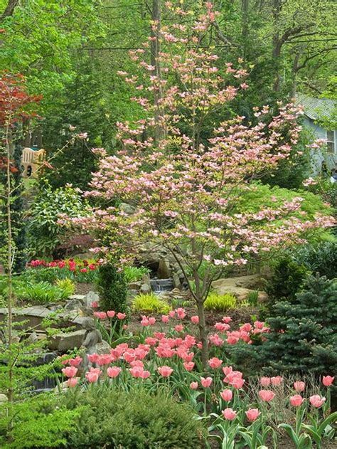 One could be planted next to your doorway, on the edge of a below is a list of a dozen small trees that have flowers and foliage that support pollinators, fruits and seeds to nourish wildlife, leaves in a variety of. Beautiful Small Tree : Flowering Dogwood