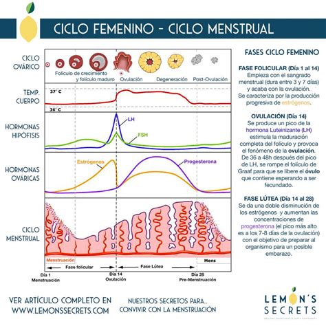 Comprensi N Del Ciclo Menstrual Femenino A Nivel Hormonal Ciclo
