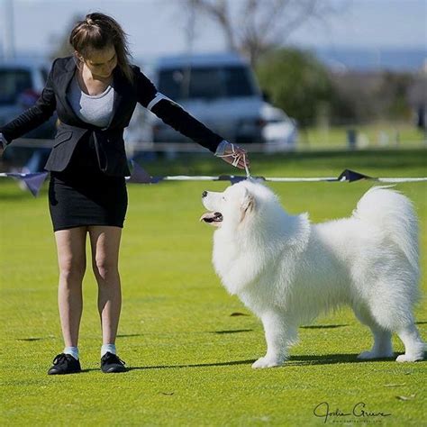 Discover our huge range of dry dog food at best prices. Pin by Wilma M. Graham on Samoyed | Samoyed, Dog boarding ...