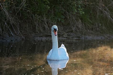 Lonely White Swan Floating On The River Stock Photo Image Of Bird