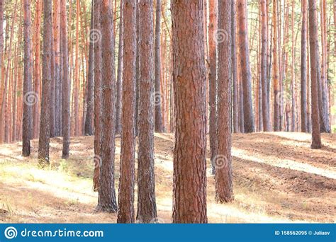 Pine Forest With Beautiful High Pine Trees Stock Image Image Of Pine