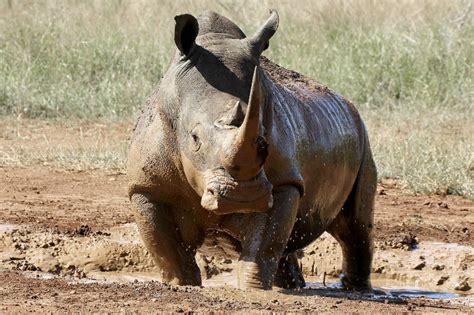 Rhino Poaching Hits Record Level Fascinating Africa