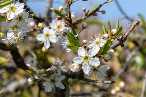 Blackthorn Care And Growing Guide