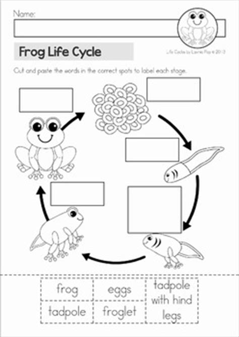 Frog Life Cycle by Lavinia Pop | Teachers Pay Teachers