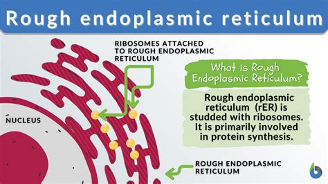 Rough Endoplasmic Reticulum Definition And Examples Biology Online