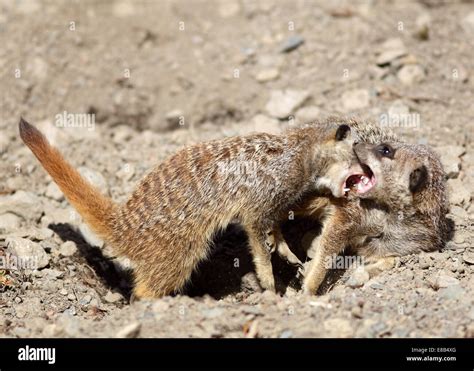 Meerkat Fight Hi Res Stock Photography And Images Alamy