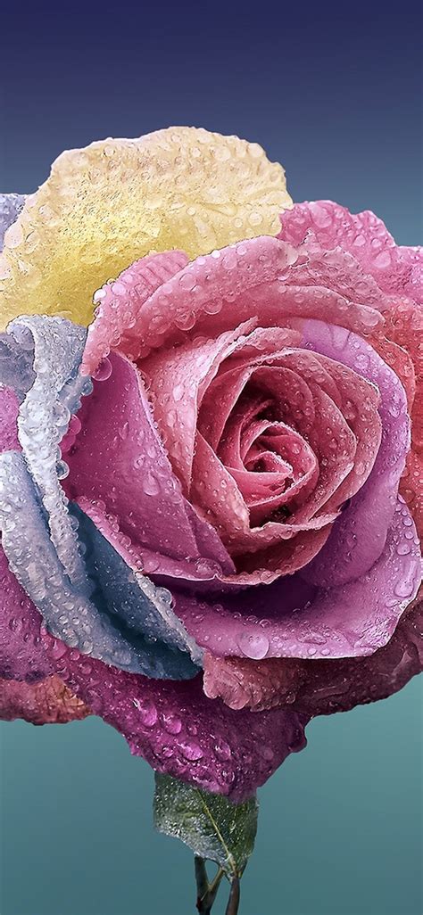 Flower Rose Art Illustration Iphone X Wallpapers Free Download
