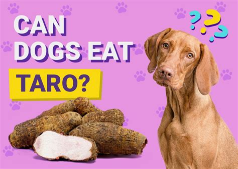 Can Dogs Eat Taro? Vet Approved Facts & FAQ | Pet Keen