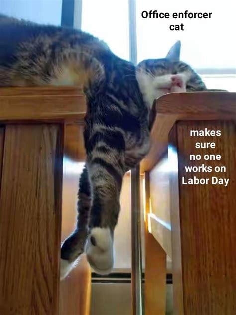 We did not find results for: Office enforcer cat - Lolcats - lol | cat memes | funny ...