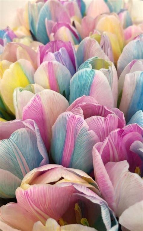 Home And Garden 5pcs Rare Rainbow Tulip Bulbs Seeds Beautiful Flower Seed