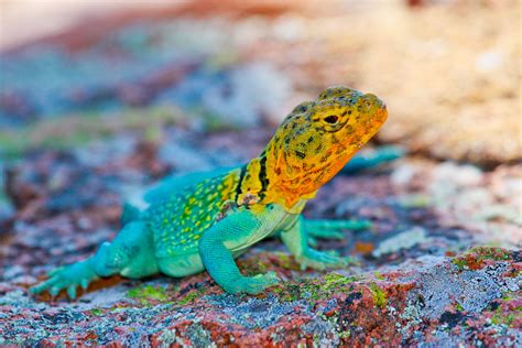 Color Color Color Colorful Lizards Animals Animal Wallpaper
