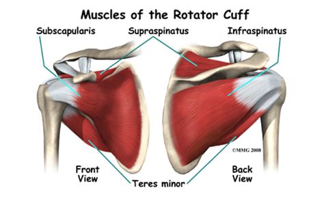 The Dreaded Rotator Cuff Ergoworks Physiotherapy