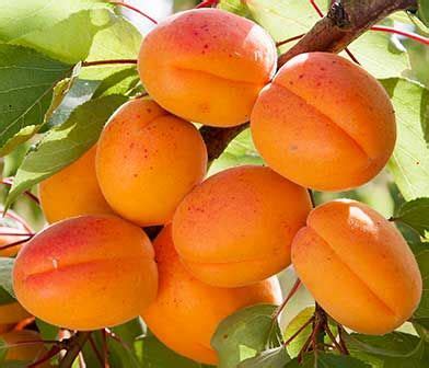 We did not find results for: Fruit & Nut Trees | Fruit trees, Fruit, Fruit trees for sale