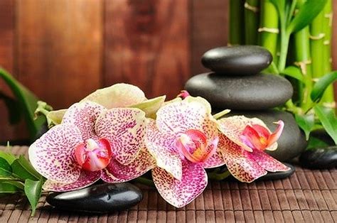 Free Download Zen Stones And Orchids Aroma Stones Bamboo Orchids