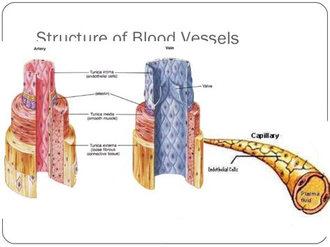 Want to learn more about it? Blood vessels