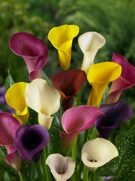 Buy Calla Lily Bulbs Mixed Zantedeschia From The Award Winning