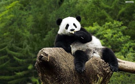 Giant Panda Wallpapers Pictures Images Riset