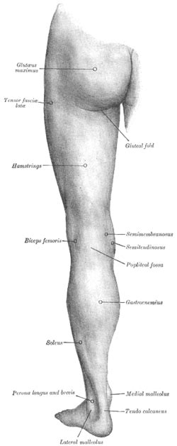 Learning the major muscles of the body doesn't. Malleolus - Wikipedia