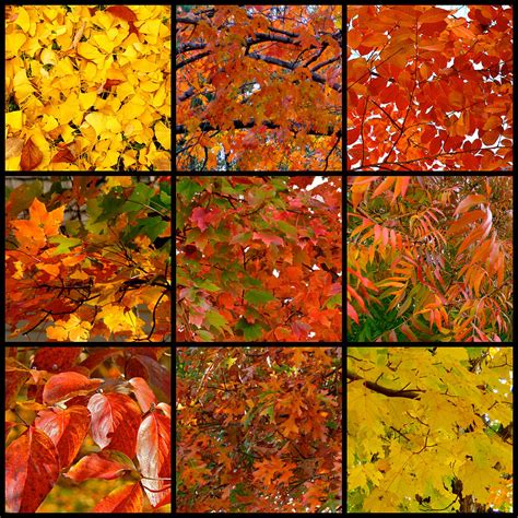 Nine Square Autumn Leaves Photograph By Jean Wright Fine Art America