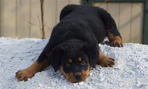 Max healthy male and female rottweiler puppies looking for a good home.they are just what will bring you joy in your family as pets.i just moved into a new apa. Rottweiler Puppies For Sale | Sauk City, WI #298168